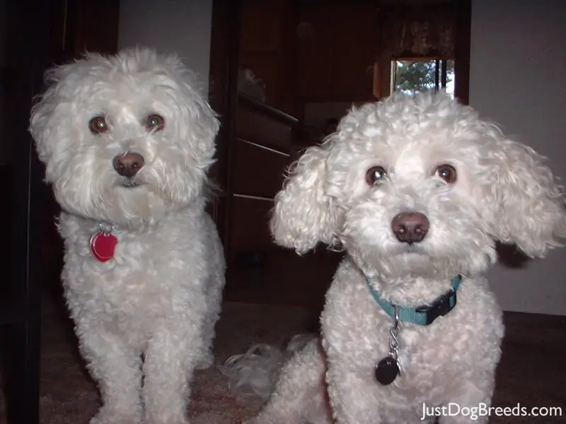 Low Shedding Dogs 375 bichon frise 4 - Low Shedding Dogs