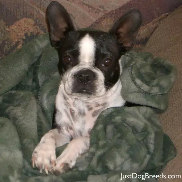 Mattie - Boston Terrier - Dog Breeds