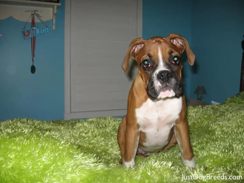 Charlie Boxer Dog Breeds