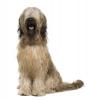 Briard Information, Facts, Pictures, Training and Grooming