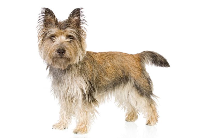cairn-terrier-47.jpg - Cairn Terrier - Dog Breeds cairn-terrier-47.jpg - Cairn Terrier - Dog Breeds