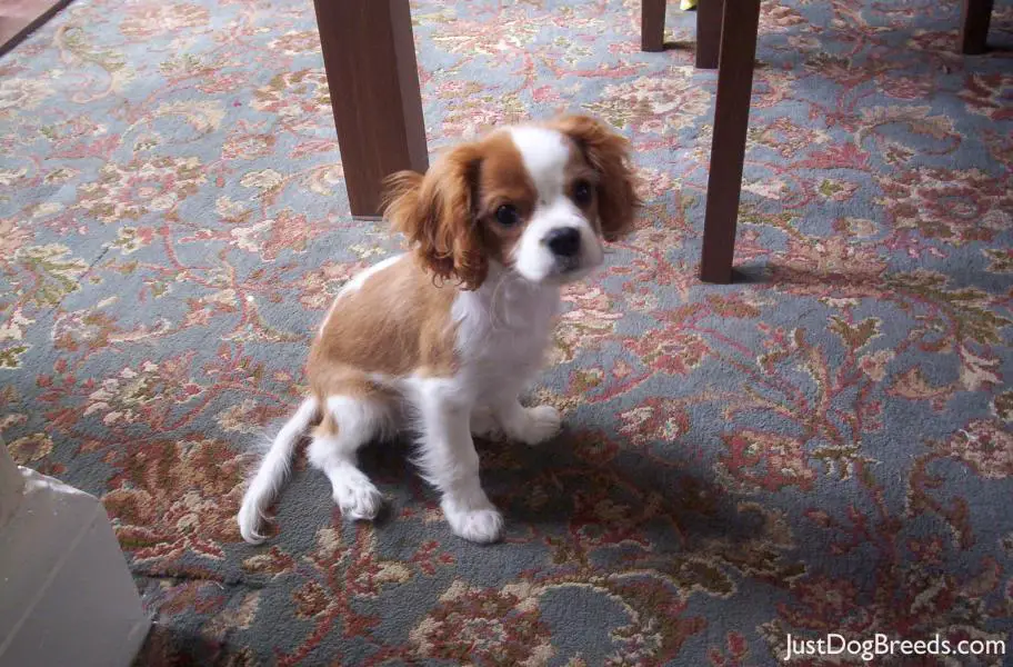 charlie Cavalier King Charles Spaniel Dog Breeds