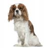 Cavalier King Charles Spaniel Information, Facts, Pictures, Training