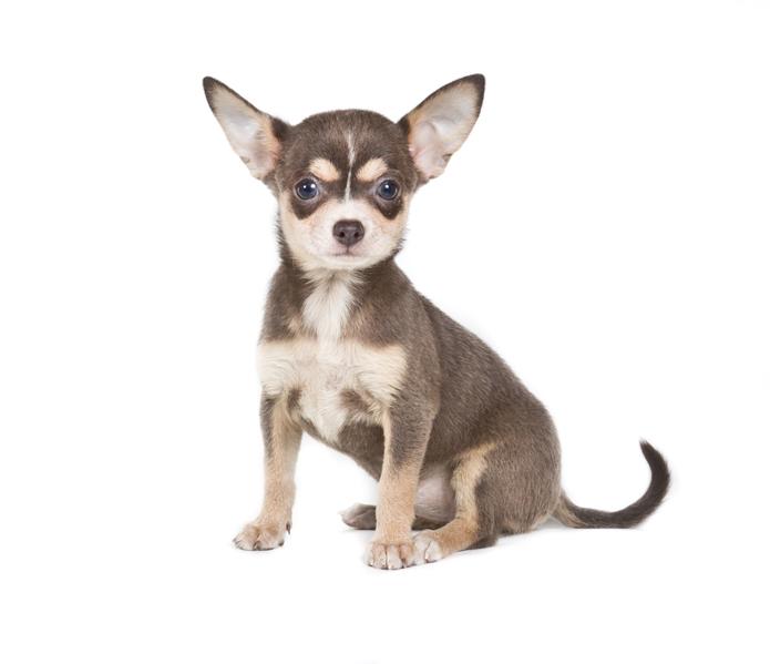 chihuahua7.jpg - Chihuahua - Dog Breeds chihuahua7.jpg - Chihuahua - Dog Breeds