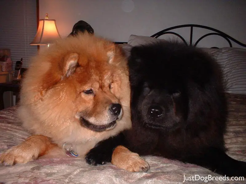 chow chow looks like bear