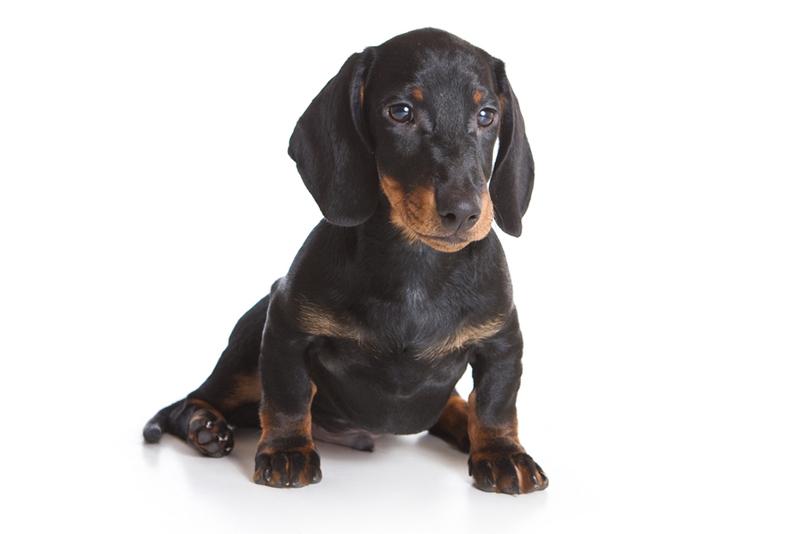 dachshund11.jpg - Dachshund - Dog Breeds dachshund11.jpg - Dachshund - Dog Breeds