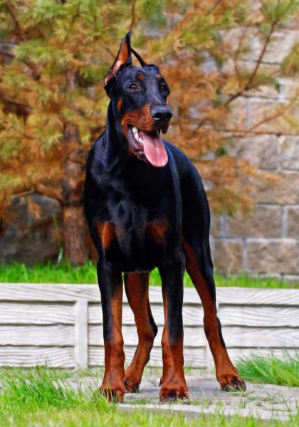 doberman-pinscher3.jpg - Doberman Pinscher - Dog Breeds