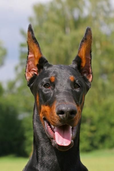 doberman-pinscher4.jpg - Doberman Pinscher - Dog Breeds