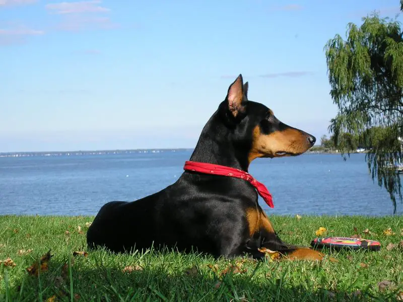 770-doberman-pinscher-5.jpg