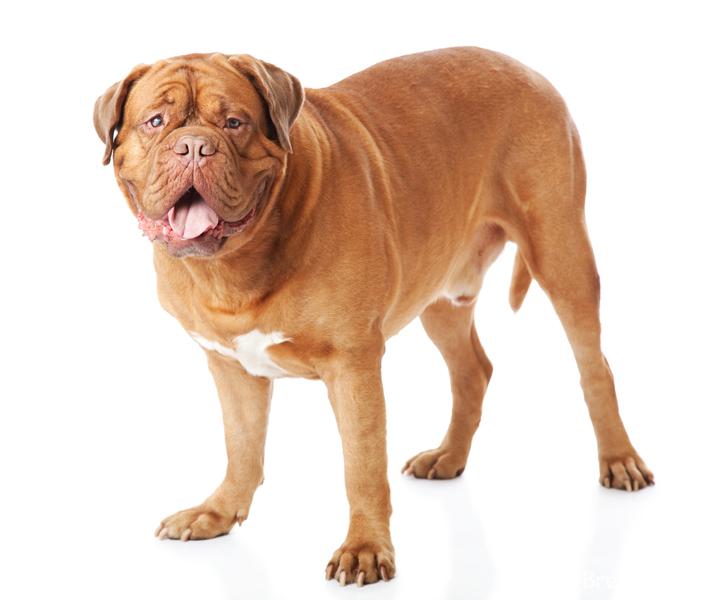 dogue-de-bordeaux3.jpg - Dogue de Bordeaux - Dog Breeds