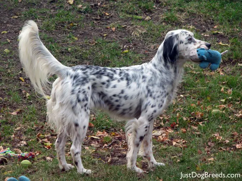 Miss Ali English Setter Dog Breeds | miss ali english setter dog breeds Miss Ali English Setter Dog Breeds | miss ali english setter dog breeds