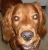 Field Spaniel Information, Facts, Pictures, Training and ...