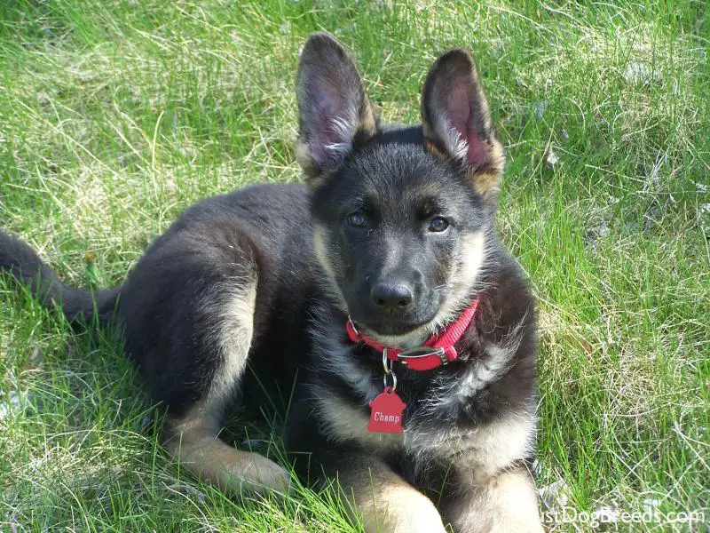 Champ - German Shepherd Dog - Dog Breeds