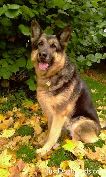 Purdy German Shepherd Dog Dog Breeds