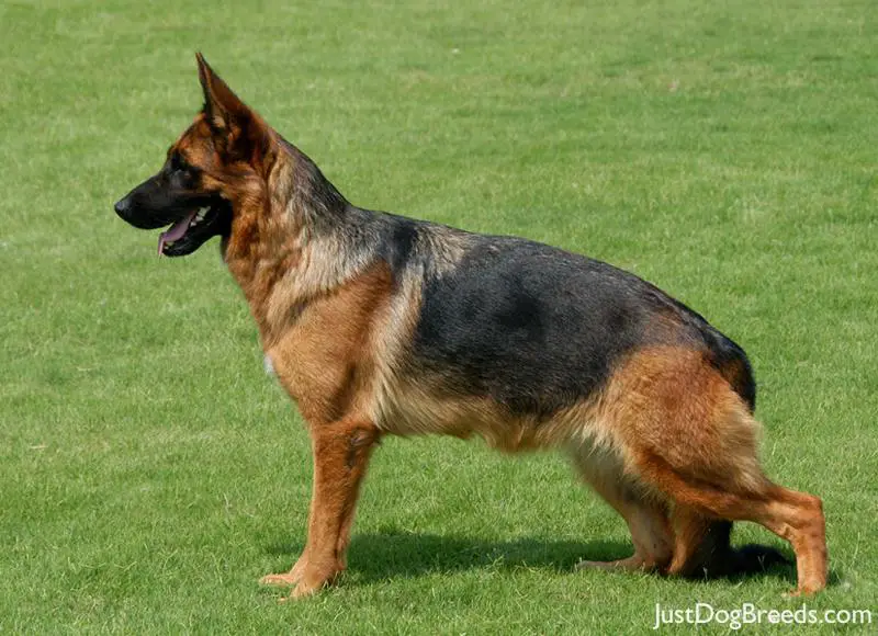 german-shepherd-dog2.jpg - German Shepherd Dog - Dog Breeds