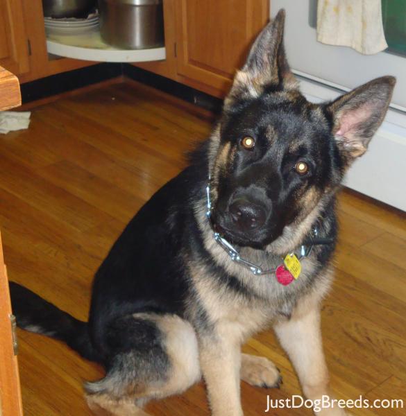 leopard - German Shepherd Dog - Dog Breeds