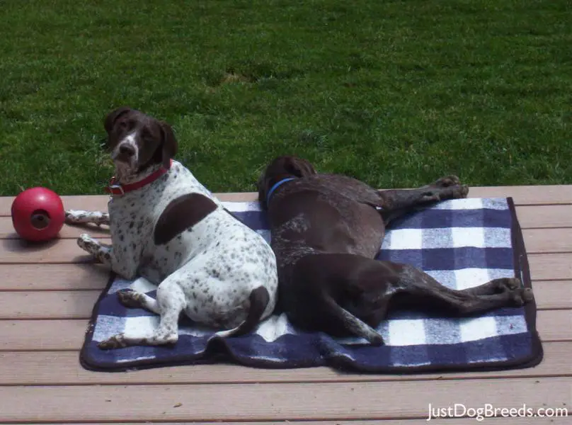 Buttercup and Chocolate German Shorthaired Pointer Dog Breeds