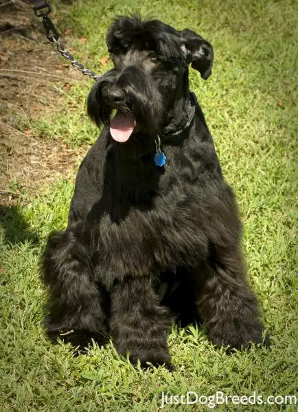 Newman - Giant Schnauzer - Dog Breeds