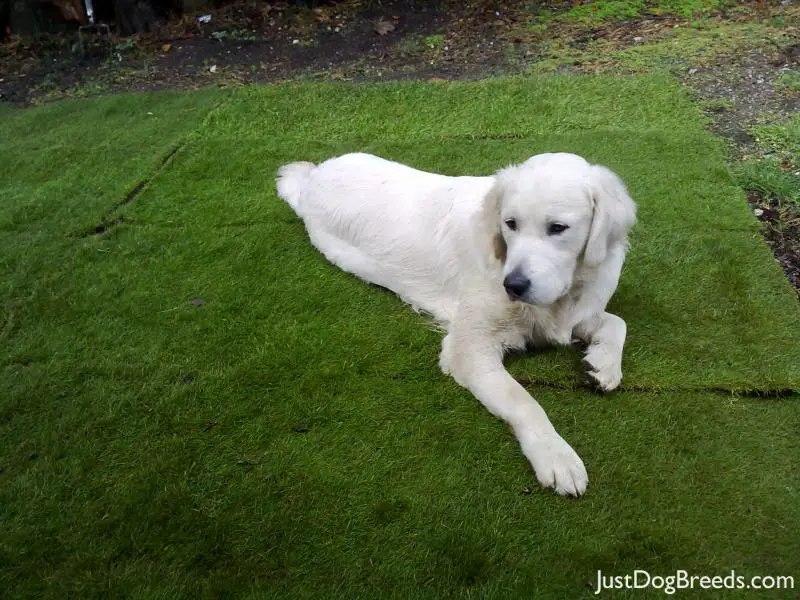 theresa douglas golden retriever