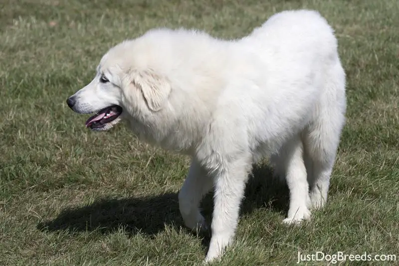 great-pyrenees7.jpg - Great Pyrenees - Dog Breeds