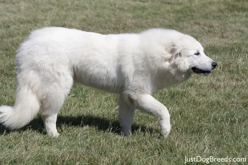 great-pyrenees8.jpg - Great Pyrenees - Dog Breeds