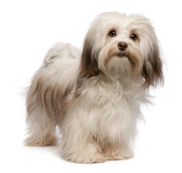 havanese-22-1-jpg-havanese-dog-breeds