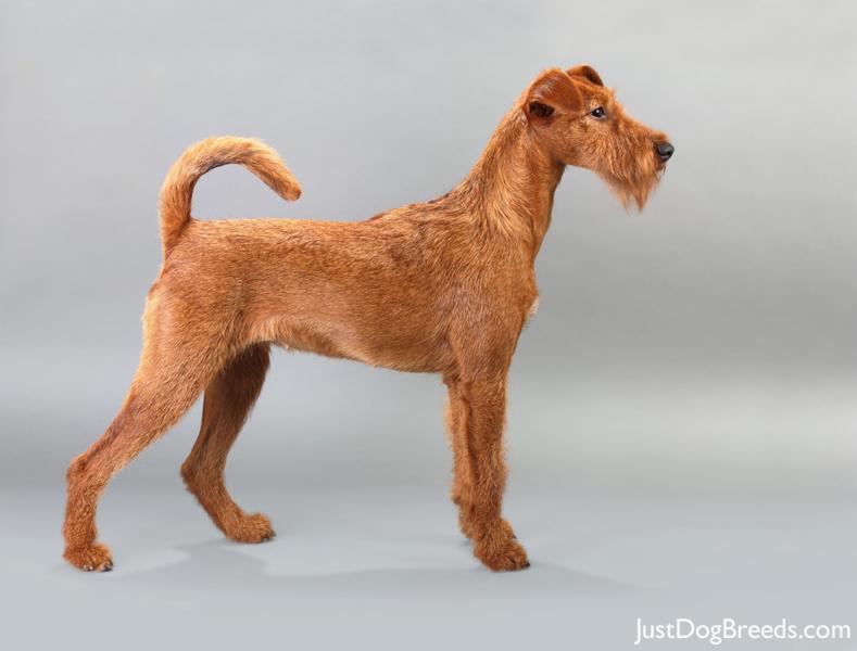 irish terrier figurine