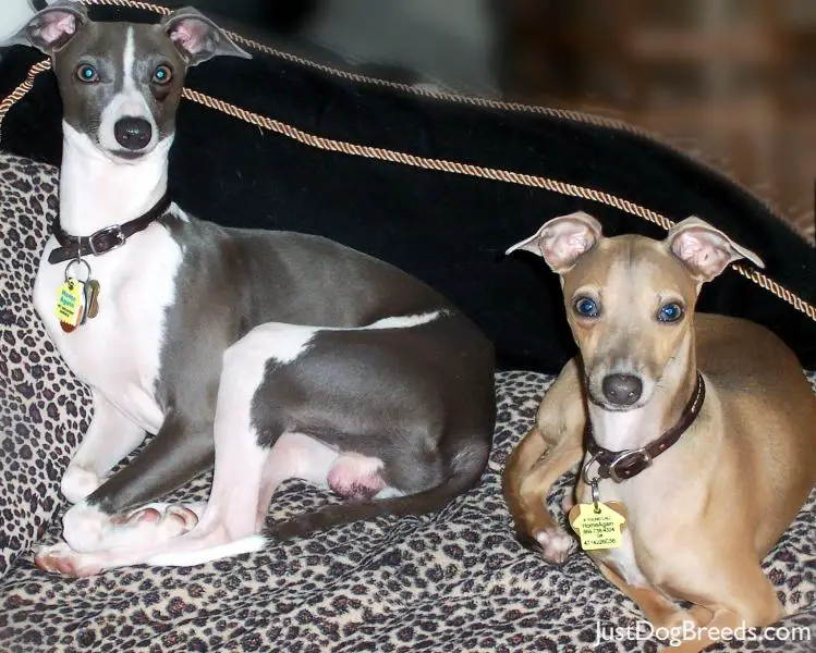 blue and white italian greyhound
