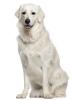 Kuvasz Information, Facts, Pictures, Training and Grooming