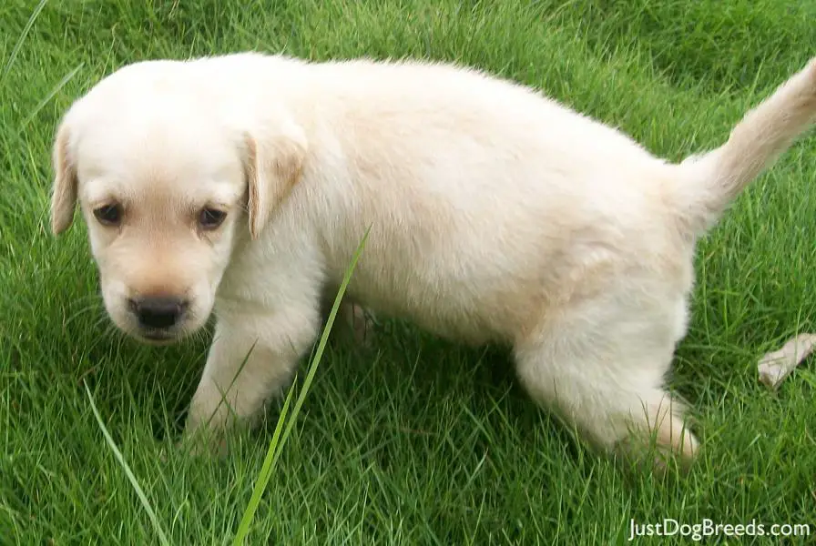 casper - Labrador Retriever - Dog Breeds