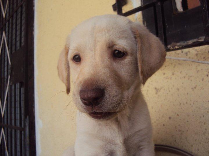 olive Labrador Retriever Dog Breeds