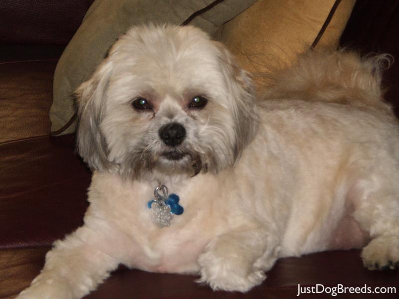 MAX - Lhasa Apso - Dog Breeds