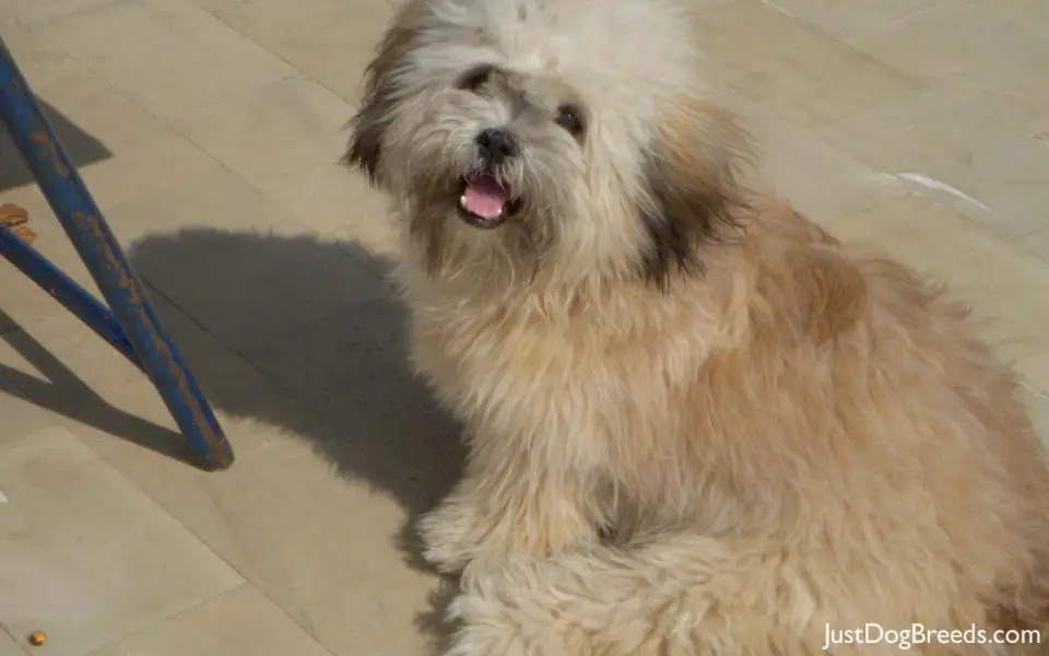 taal movie dog taal movie dog