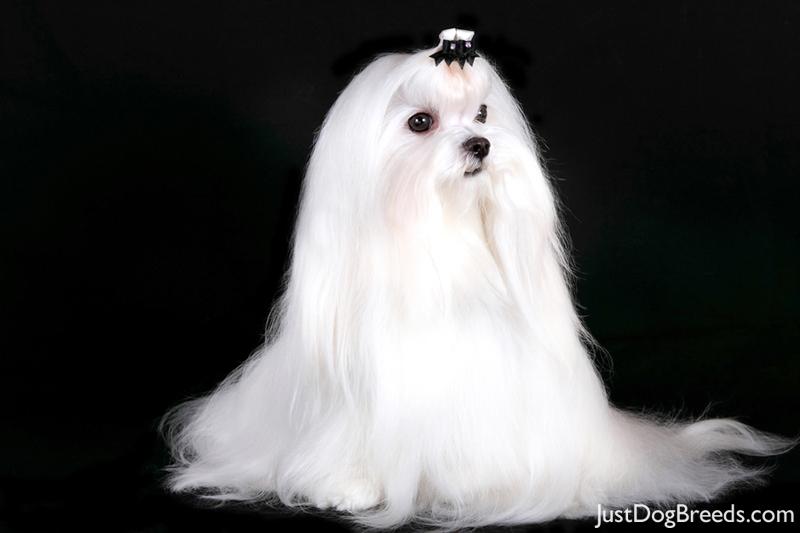 Low Shedding Dog Breeds Small Low Shedding Dog Breeds Small