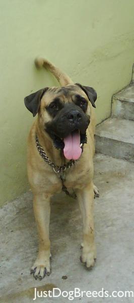 royal mastiff