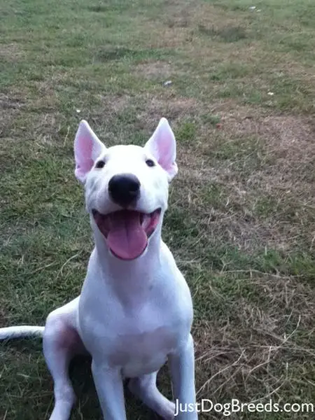 bull terrier hypoallergenic