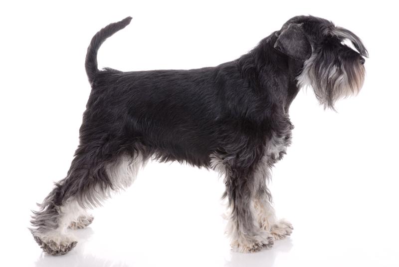 miniature schnauzer 46 jpg miniature schnauzer dog breeds miniature schnauzer 46 jpg miniature schnauzer dog breeds