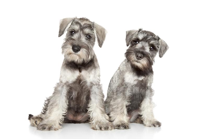 Miniature Schnauzer Dog Breed | miniature schnauzer2 jpg miniature schnauzer dog breeds Miniature Schnauzer Dog Breed | miniature schnauzer2 jpg miniature schnauzer dog breeds