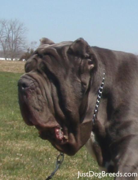 Ironstone Teodoro - Neapolitan Mastiff - Dog Breeds