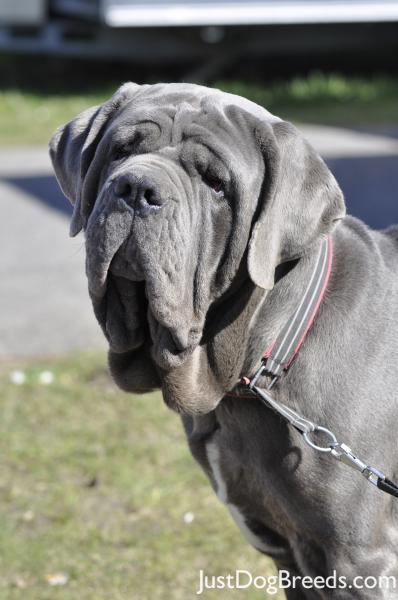 Igor - Neapolitan Mastiff - Dog Breeds