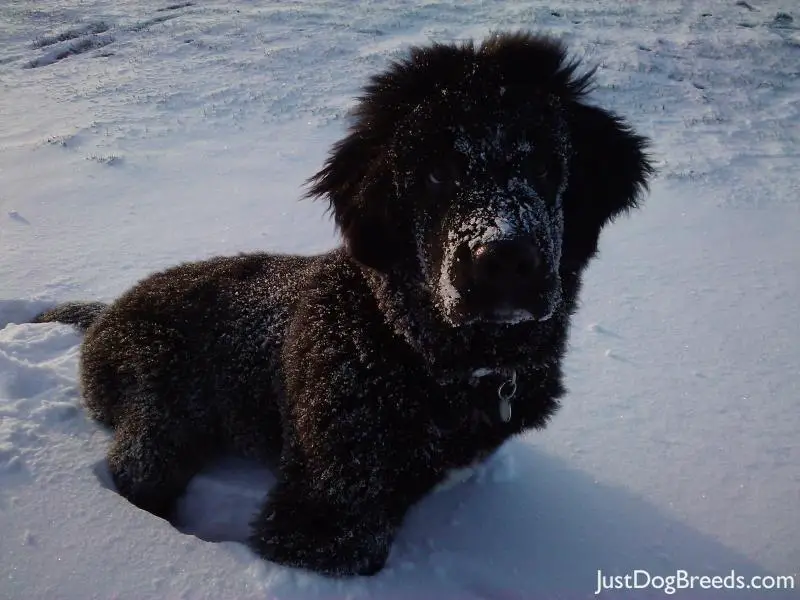 Rio Newfoundland Dog Breeds