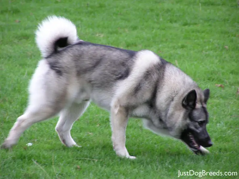 yanis Norwegian Elkhound Dog Breeds