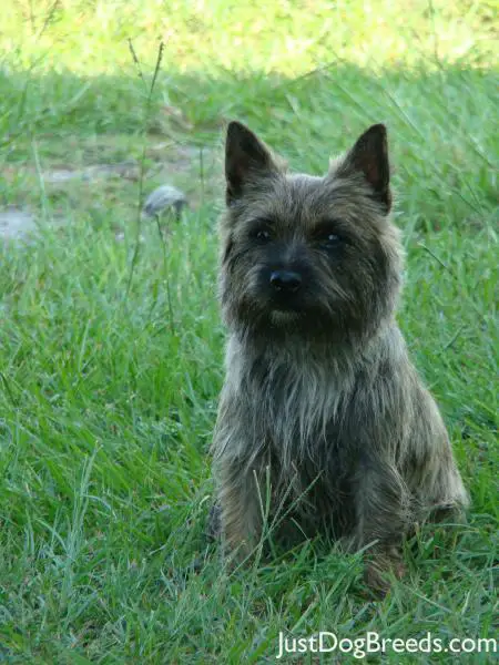 Gabby - Norwich Terrier - Dog Breeds