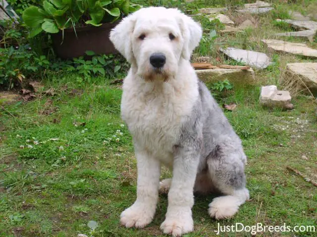 Breed Of Giant Dogs Breed Of Giant Dogs