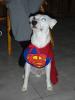 Tucker The super dog