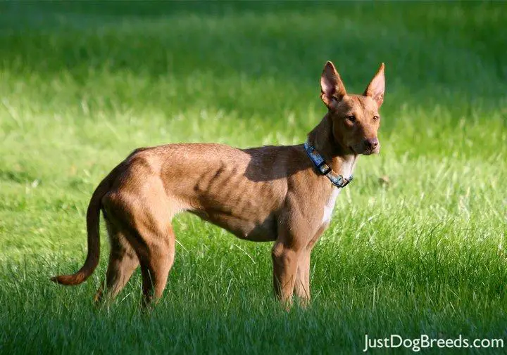 Top 10 dog breeds - Most popular dog breeds in Top 10 dog breeds - Most popular dog breeds in