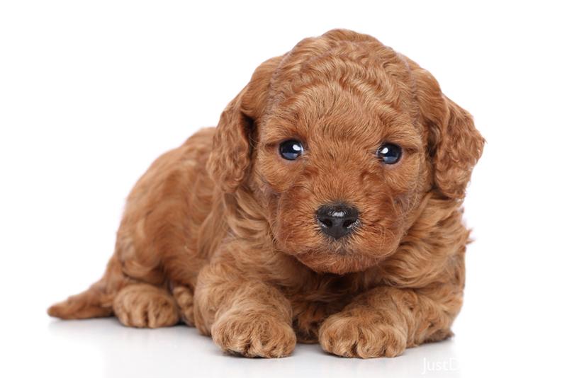 Medium Dog Breeds Good With Kids Medium Dog Breeds Good With Kids