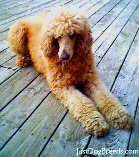 Ginger Wehner - Poodle (Standard) - Dog Breeds