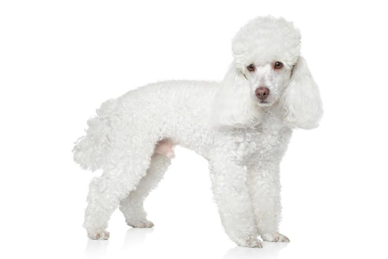 poodle-toy2.jpg - Poodle (Toy) - Dog Breeds