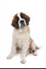 saint bernard information, facts, pictures, training and